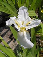 Iris blanc - Iris Tectorum Alba (fam. Iridacees) (Chine) (1) (Photo F. Mrugala)
